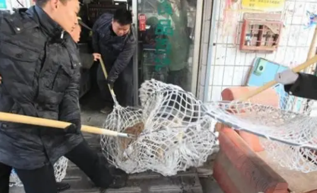 变质猎杀：宠物犬被捕狗队抓走送市场宰杀加工，引发社会舆论浪潮