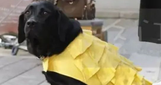 狗狗成为导盲犬后，主人曾为它立下遗嘱