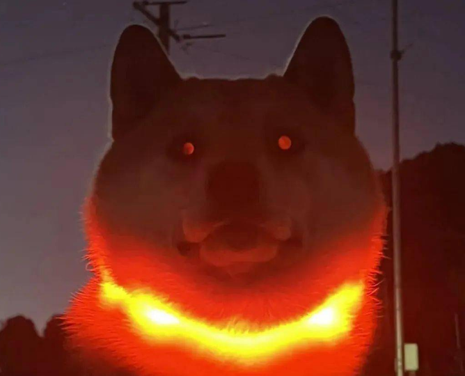 柴犬散步不想回家，变身恐怖大魔王？ 
