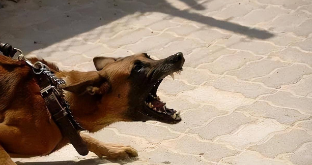 恶犬袭击孩童被当场打死，狗主人竟要孩子偿命，孩子父亲绝地反击