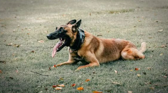 5岁警犬车内意外死亡，原因竟是…网友：这教训太惨痛了！