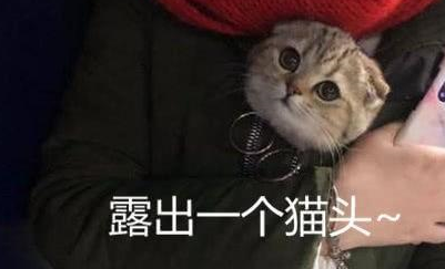 女子胸前有个猫咪图案，走近一看被萌化：原来是真猫啊