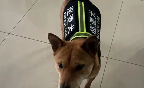 女子小区遛弯发现“警犬” 仔细一看是“冒牌货”！