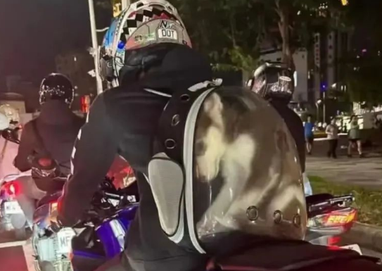 哈士奇被人塞进狭小背包，四肢蜷缩无法动弹，这种痛苦谁能体会？