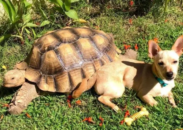 狗狗每天都会送礼物给它最好的乌龟朋友，然而对方……