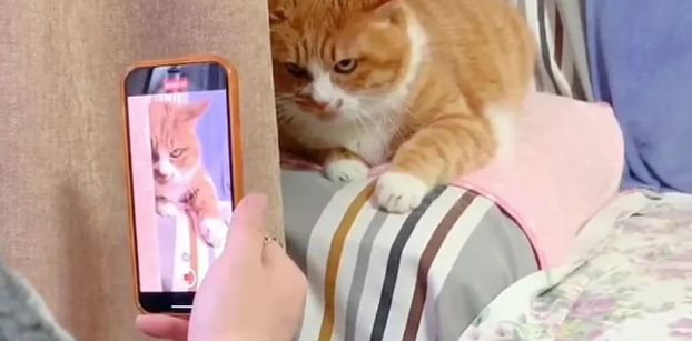 铲屎官养了一只暴脾气的橘猫，13年以来天天都被橘猫“暴揍”