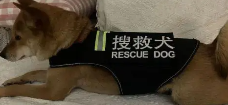 女子小区遛弯发现“警犬” 仔细一看是“冒牌货”！