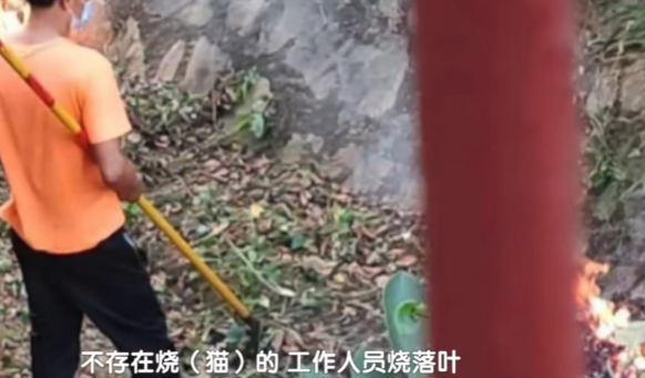 学校回应工作人员将流浪猫打残后烧死：没有虐杀，打伤后送走烧的是落叶