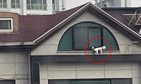 比熊犬被关在6楼窗外，隔着窗户战战兢兢，而主人却呼呼大睡