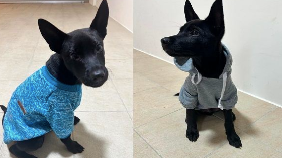 狗子穿上新衣服表面一脸高冷，私下里却睡觉都不肯脱：爱死了