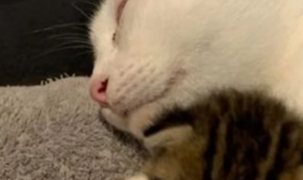猫妈妈和猫崽抢吃的，被铲屎官发现后一脸淡定：吃孩子的饭咋了