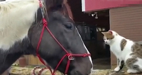 猫咪一巴掌就打在马的脸上了，这脾气还真是爆啊 