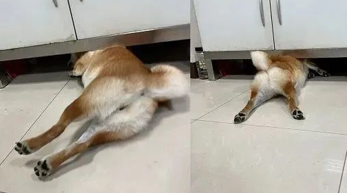 柴犬主遭遇尴尬！网购狗狗衣服竟被误认为情趣内衣，同事羡慕不已！