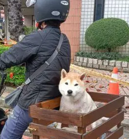柴犬有专属司机载着兜风，网友：可爱就是有特权！