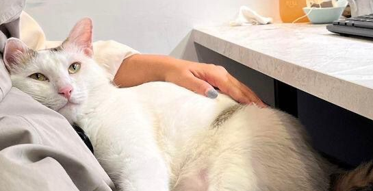 只要一入冬，这虎斑猫就会躺遍全公司女同事的大腿！