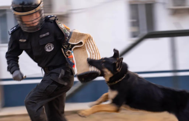 警犬上线！容城公安街面巡防再添新战力！