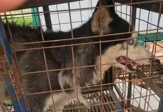 二哈偷跑出去被绑架，别人说要1000块赎回要不然就卖给别人