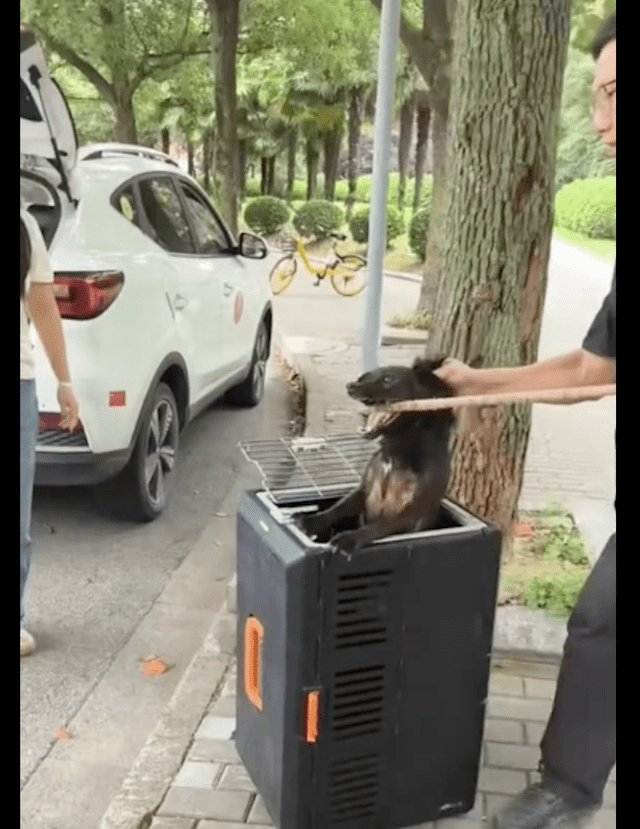 狗狗的背上被叮满了苍蝇，它求助的眼神令人破防，结局令人惋惜！ 