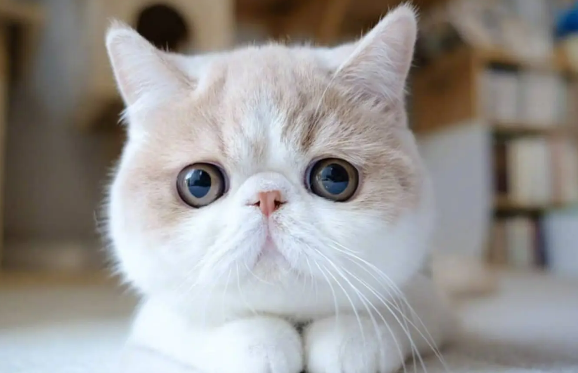 9.9元共享猫咪？半月谈：“共享XX”不该只是盈利的噱头