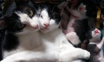 猫妈妈刚生产完，猫爸爸小心翼翼把累虚脱的猫妈紧拥入怀，好暖心