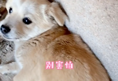 猫咪总把狗揍得邦邦响，最后为救狗子失去生命…
