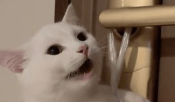 猫咪找小母猫被挂门把手上，网友：铲屎官嫉妒猫咪有对象自己没有