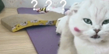 猫咪拉完屎之后！网友看完表示：是我家猫咪没错了