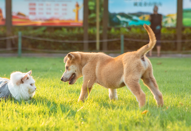浙江9岁男孩狂犬病发作最终放弃治疗，5年前曾被狗咬伤