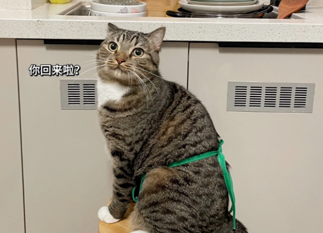 “我妈问我养猫到底有啥用？”这组图发过去妈妈就懂了......