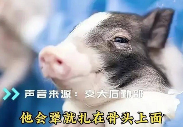 上海交大就食堂饭菜吃出针头致歉，不是猪太犟断针？有前车之鉴！