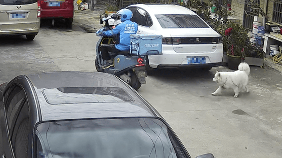 萨摩耶去追外卖车，导致小哥踩到它后摔倒！接下来的场景太暖人心