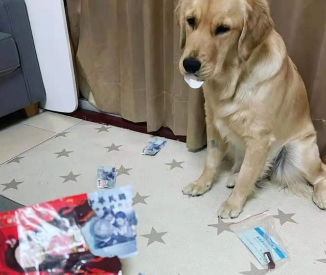 狗狗做坏事能多缺德？网友：治好了我多年的低血压！