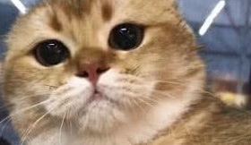 发现自己被主人偷拍后，猫咪的反应相当暴躁，主人：脑壳痛！