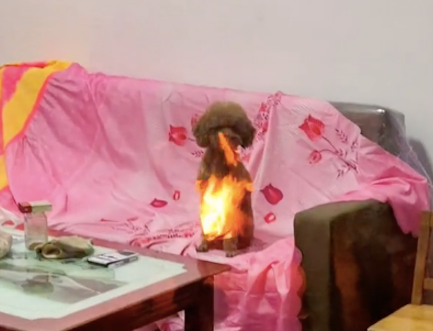网友以为屋内的狗身上着火了，吓了一身的冷汗，知道原因后太好笑