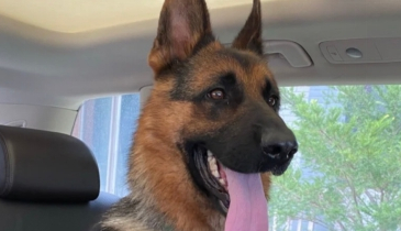 33万“天价”警犬竟然长这样？网友：都没人花33万娶我