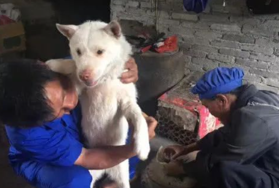 蛇咬伤了下司犬，主人亲自给它敷药，网友：下司犬可不一般