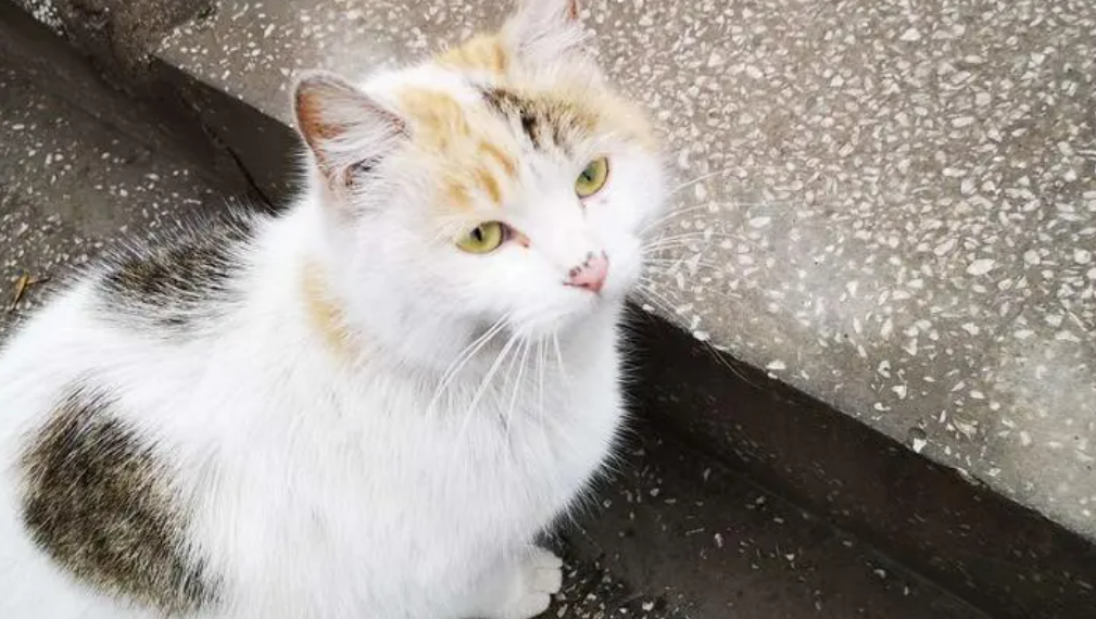 121亿动物丧命！流浪猫，还喂吗
