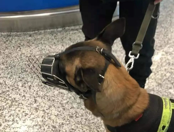 一大批警犬被“举报”上了热搜！原因竟是……噗哈哈哈哈