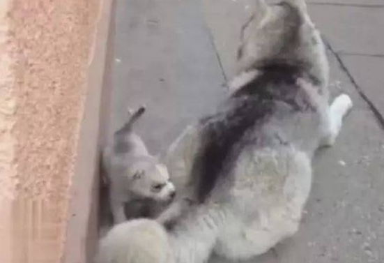 哈士奇欺负自己的崽，果然是亲爹，从小就教小的犯二！