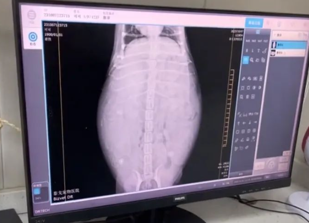 柯基被全村最潦草的狗子霍霍了，生娃堪比开盲盒。柯基主人：你这女婿我不认！！！