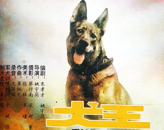 导演姚守岗给军犬绑真炸弹，饲养员哭到不行，他沾沾自喜 
