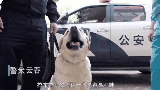 巨巨巨胖警犬被5千万网友嘲笑，训导员立即护崽：我们基因好，哪里胖啦？