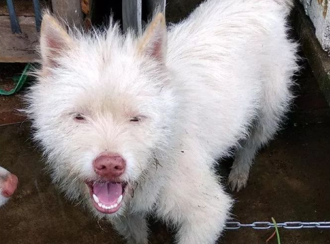 下司犬夹断半截后腿后，被主人嫌弃，狗肉价卖给了贩子