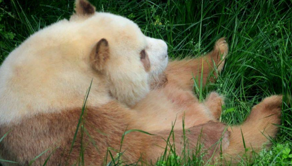 大熊猫七仔连睡觉jiojio都在打拍子，网友：此熊有八百个心眼子