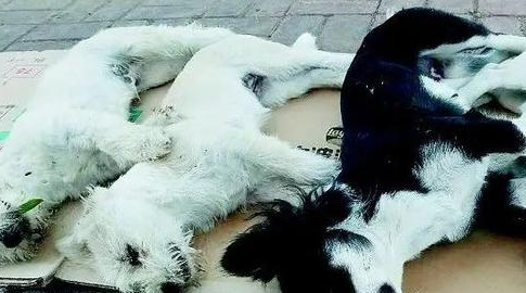 小区一夜被毒死4只狗，悬赏万元缉凶，养狗人士，请牵好你的绳子