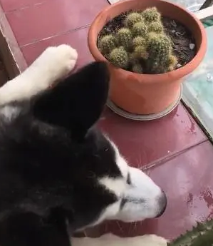 主人不给吃肉，哈士奇犯二吃这个，网友：一看就是纯种的