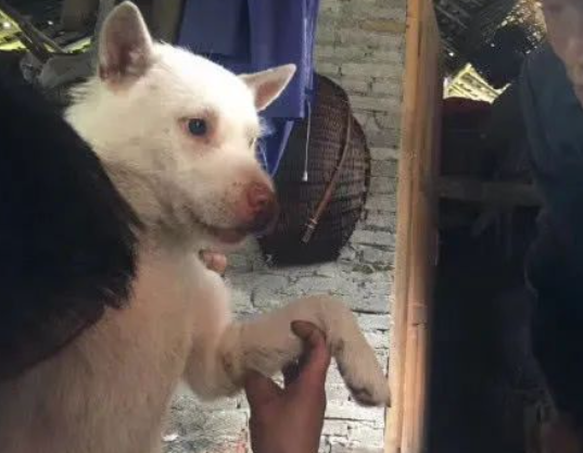 蛇咬伤了下司犬，主人亲自给它敷药，网友：下司犬可不一般