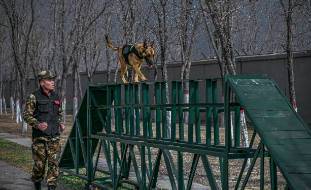 又飒又勇！高清大图直击警犬训练现场！