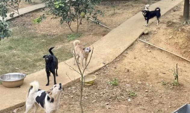 实地探访绵阳流浪犬的“家”：“这不是终点站，只是一个中转站”