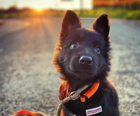 穿警服的大魔头：马犬，从小喽啰到C位的逆袭